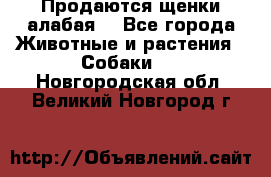 Продаются щенки алабая  - Все города Животные и растения » Собаки   . Новгородская обл.,Великий Новгород г.